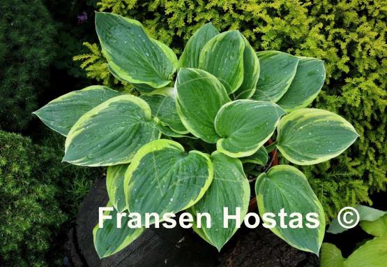 Hosta Border Street